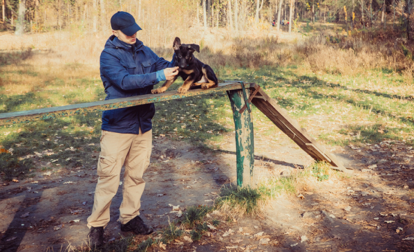 A person in outdoor clothing trains a German Shepherd puppy to balance on a wooden agility ramp in a park with autumn leaves.