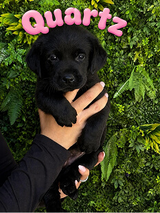 A person holds a small black puppy in front of green foliage. The word “Quartz” in pink bubble letters is above the puppy’s head.