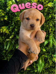 A small brown puppy is held up by a person’s hand in front of green foliage. The word “Queso” appears in pink letters above the puppy’s head.