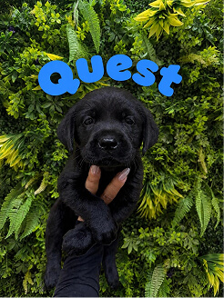 A person holds a black labrador puppy in front of a green leafy background. The word “Quest” appears in bold blue letters above the puppy.