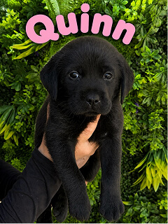 A person holds up a small black Labrador puppy in front of green foliage. The word “Quinn” appears in bold pink letters above the puppy’s head.